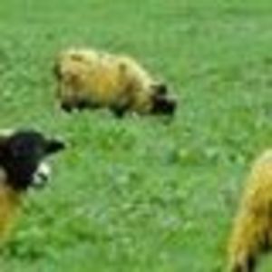 Meet your Posher, Peggy